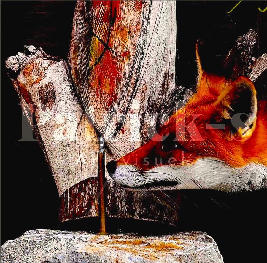 renard renard