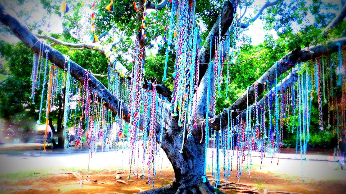 530 tresses dans l'arbre 02-19