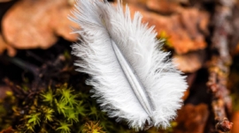 Plume d'oiseau dans la nature