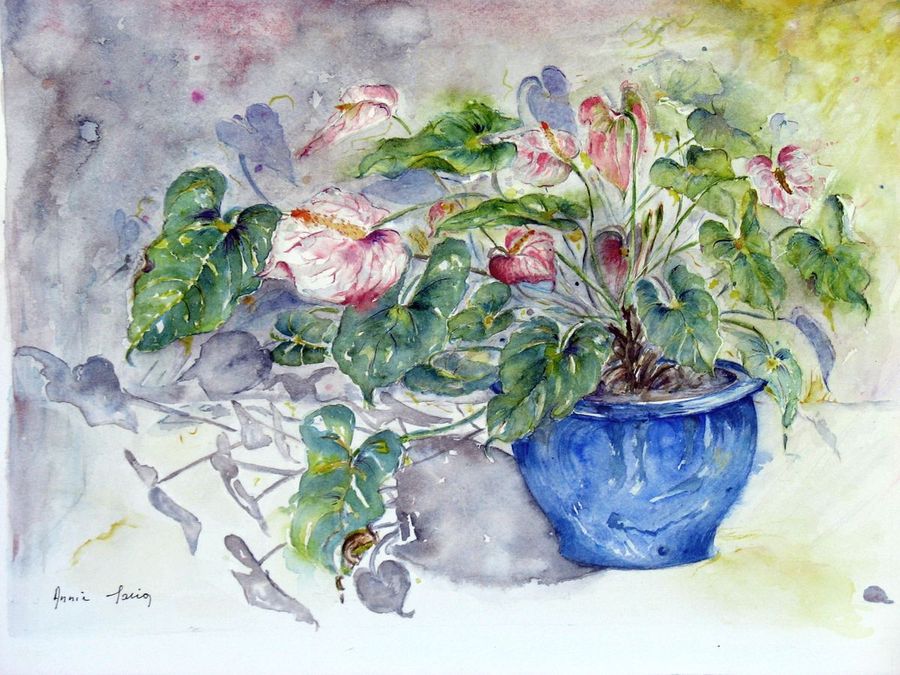 Anthurium- Anthurium-