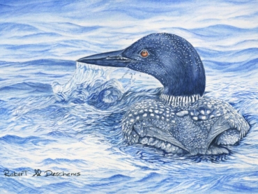 Robert M Deschenes.Plongeon Huart.aquarelle.10 x 13