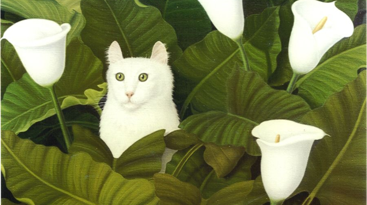 Chat dans Arums 65.50
