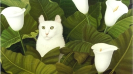 Chat dans Arums 65.50