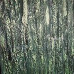 foret-dense