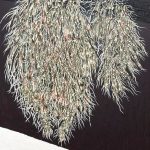 60-x-80-Lichen