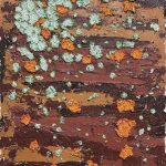 60-x-80-Lichens